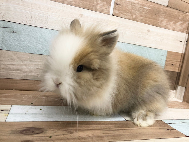 ライオンラビット