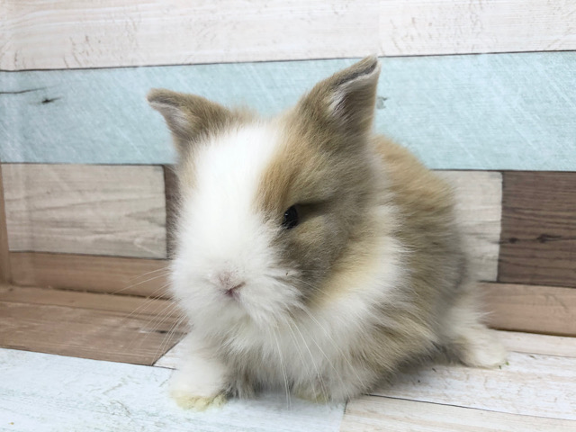 ライオンラビット