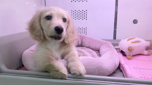 ミニチュアダックス