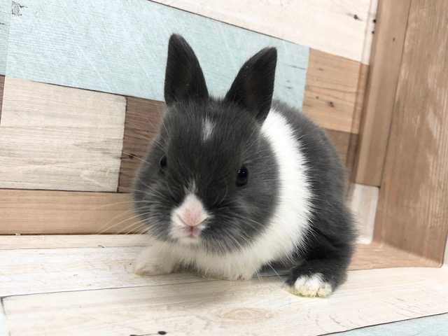 ネザーランドドワーフ