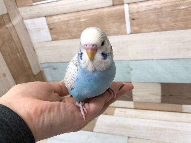 ジャンボセキセイインコ