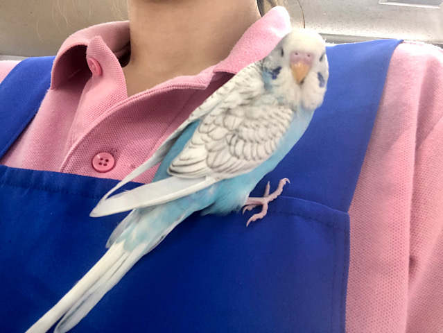 ジャンボセキセイインコ