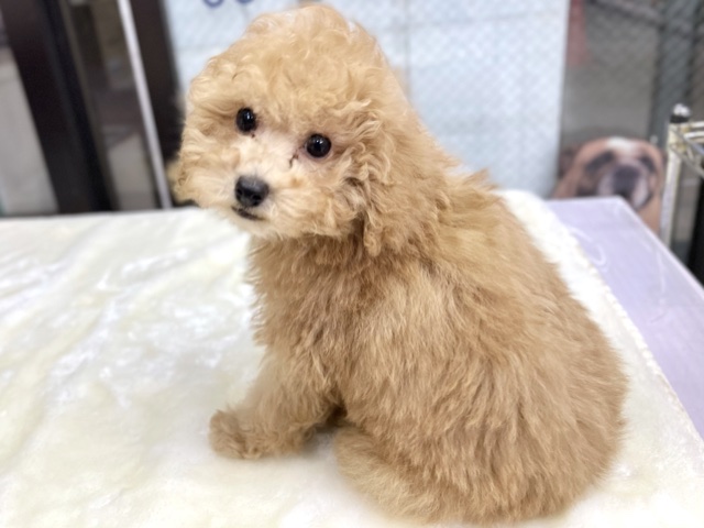 トイプードル