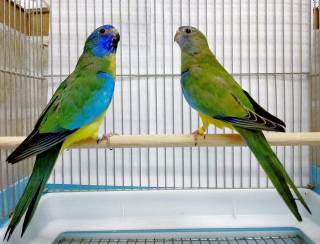 キキョウインコ（桔梗インコ）