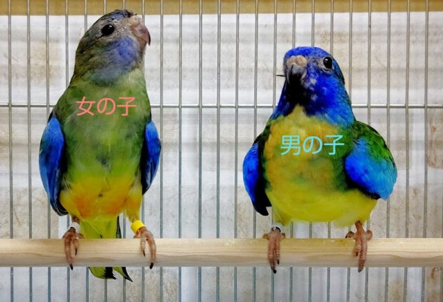 キキョウインコ（桔梗インコ）