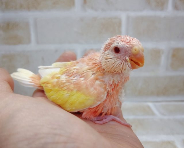 アキクサインコ（秋草インコ）