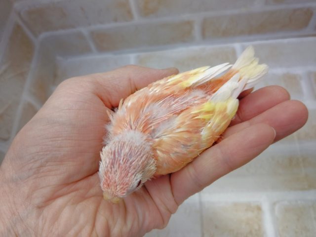 アキクサインコ（秋草インコ）