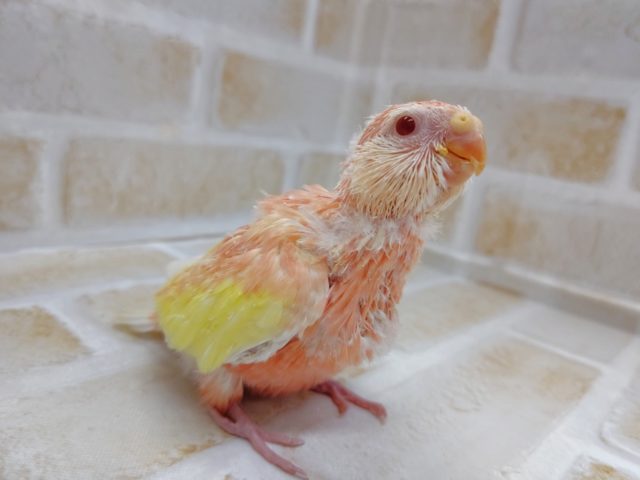 アキクサインコ（秋草インコ）