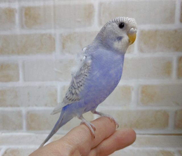 羽衣セキセイインコ