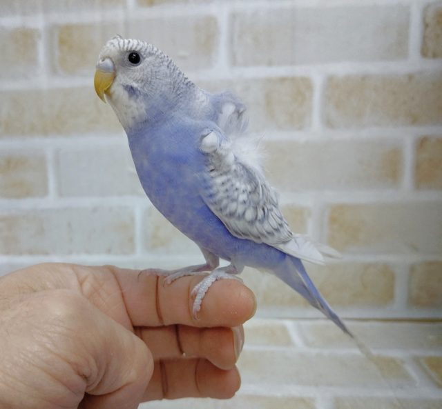 羽衣セキセイインコ