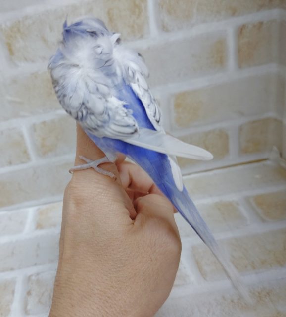 羽衣セキセイインコ