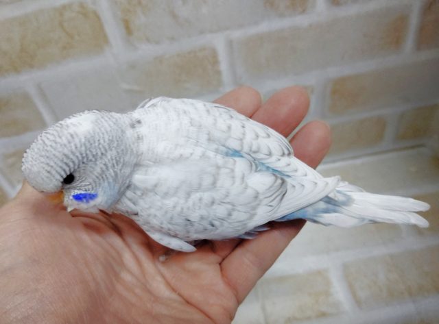 ジャンボセキセイインコ