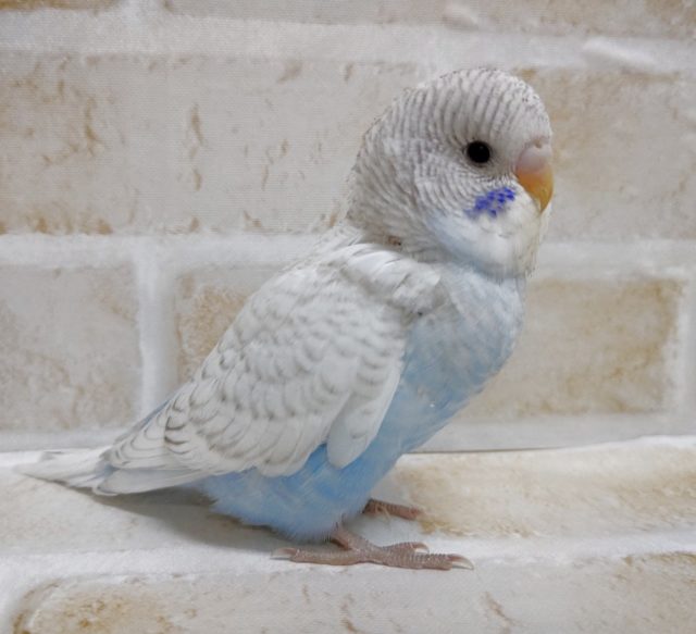 ジャンボセキセイインコ