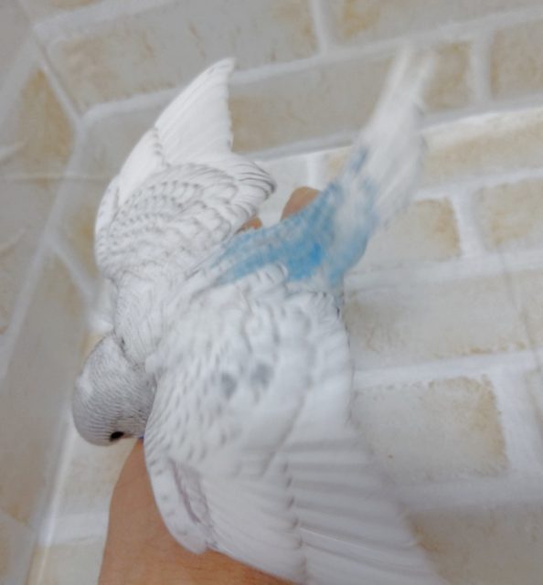 ジャンボセキセイインコ