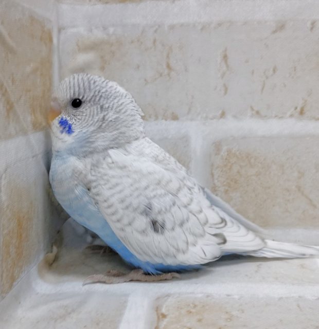 ジャンボセキセイインコ