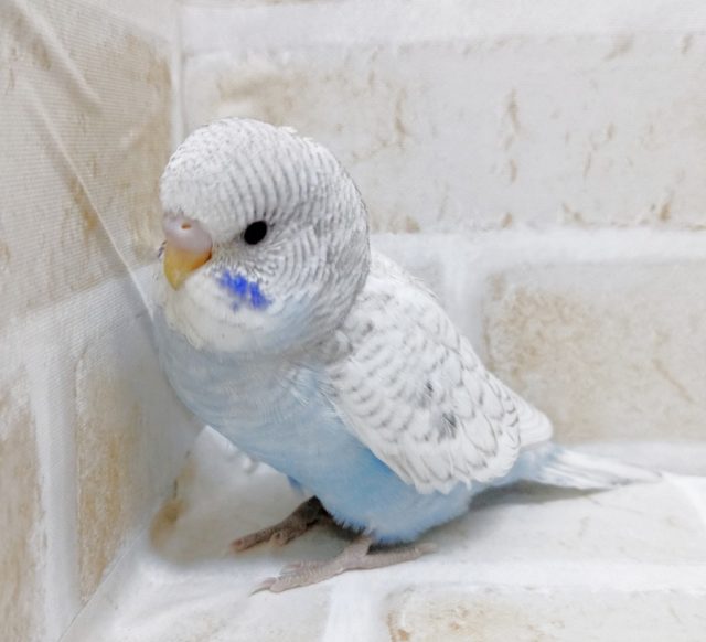 ジャンボセキセイインコ