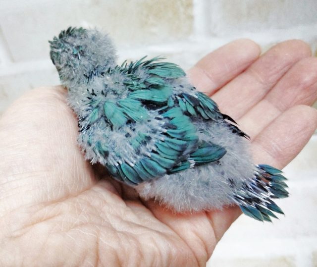 サザナミインコ