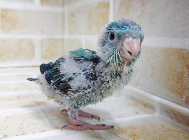 サザナミインコ