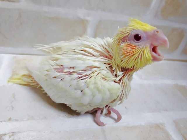 オカメインコ