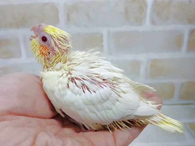 オカメインコ