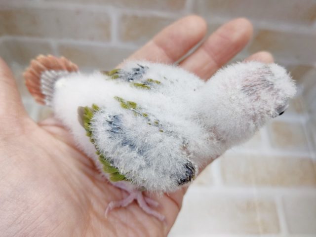 ホオミドリウロコインコ