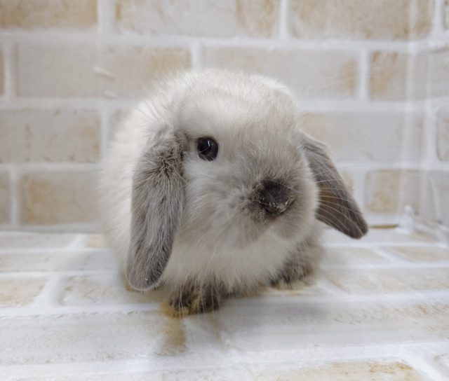 ホーランドロップ