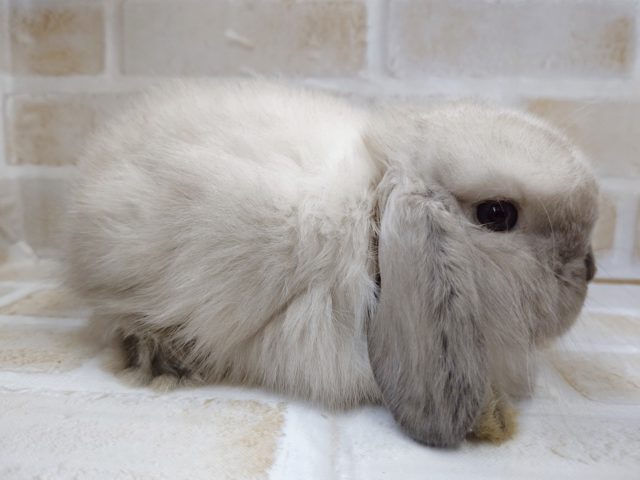 ホーランドロップ