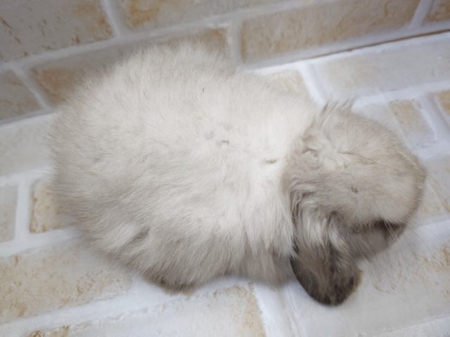 ホーランドロップ