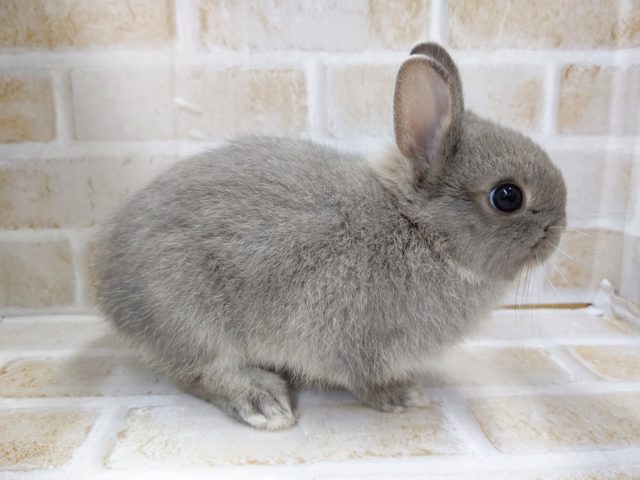 ドワーフラビット