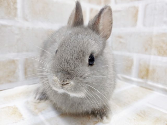 ドワーフラビット