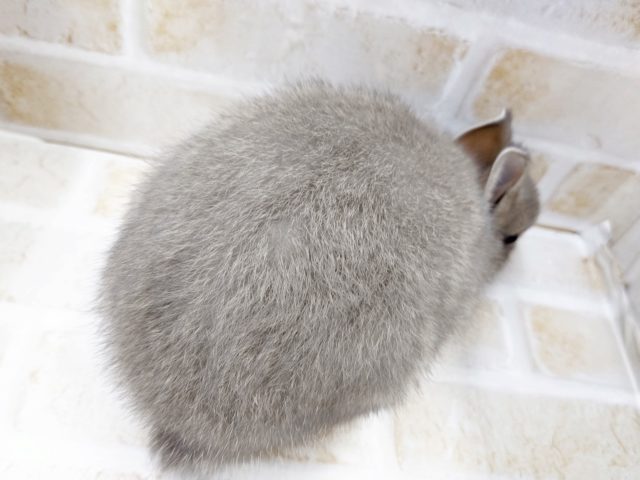 ドワーフラビット