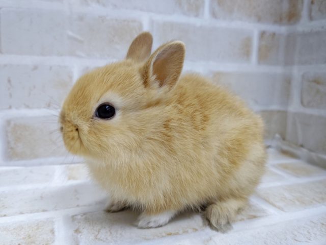 ドワーフラビット