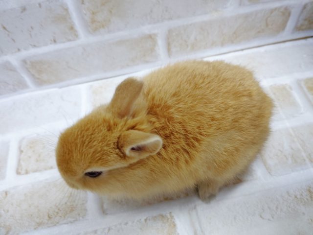 ドワーフラビット