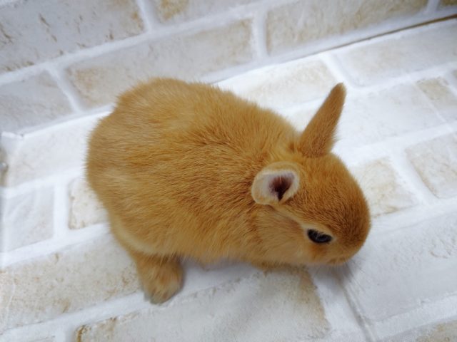 ドワーフラビット