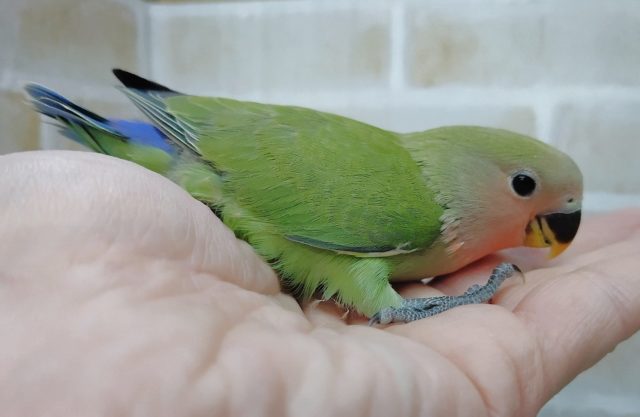 コザクラインコ（小桜インコ）