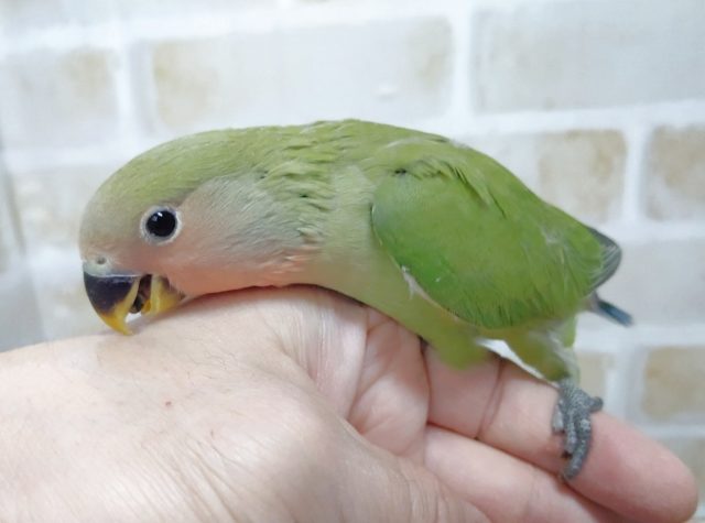 コザクラインコ（小桜インコ）