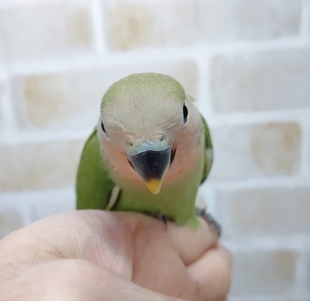 やっぱりノーマルでしょ! 小桜インコ☆ノーマルカラー 2021年01月05日撮影 コザクラインコ(小桜インコ)