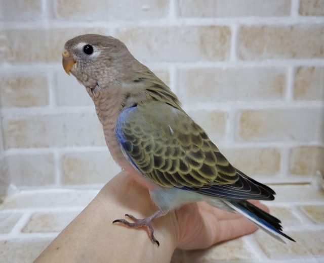 アキクサインコ（秋草インコ）
