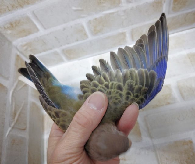 アキクサインコ（秋草インコ）