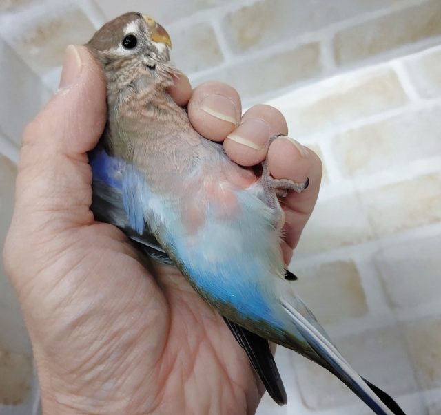 アキクサインコ（秋草インコ）