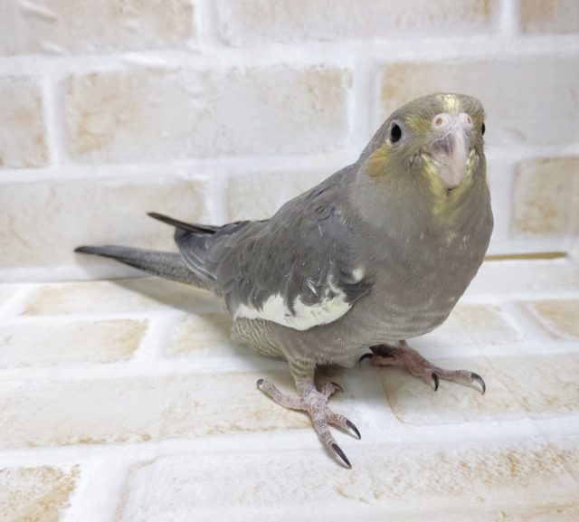 やっぱりノーマルっしょ(笑) オカメインコ☆ノーマル 2021年01月05日撮影 オカメインコ