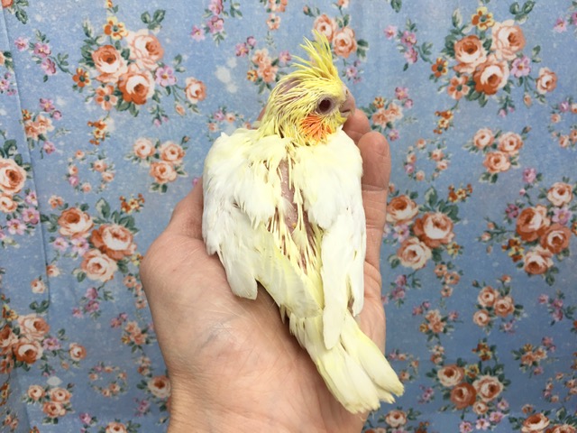 オカメインコ