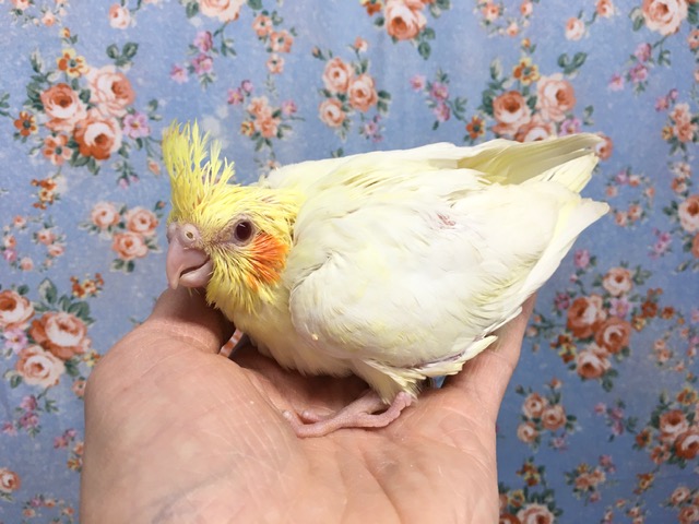 オカメインコ