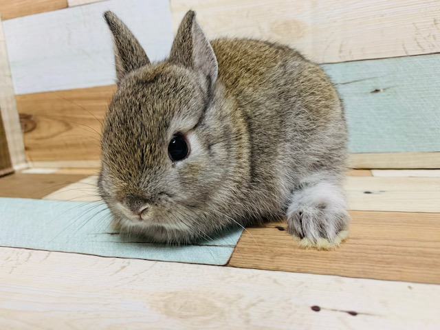 ネザーランドドワーフ