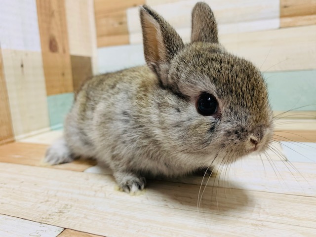 ネザーランドドワーフ