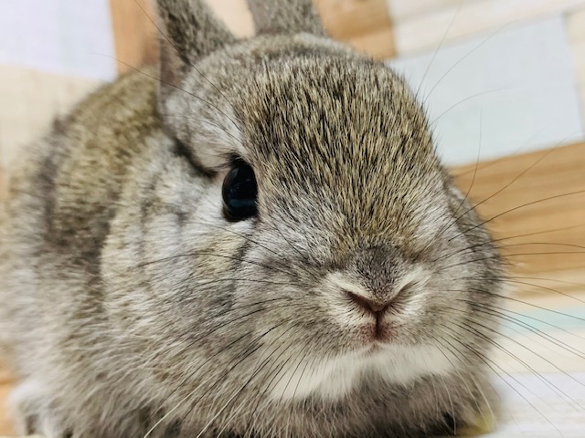 ネザーランドドワーフ