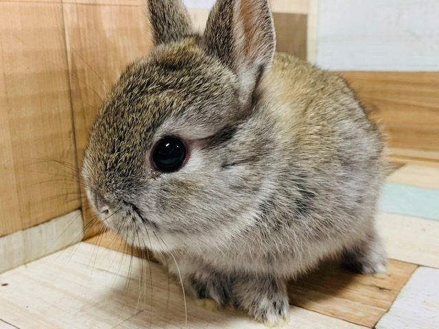 ネザーランドドワーフ