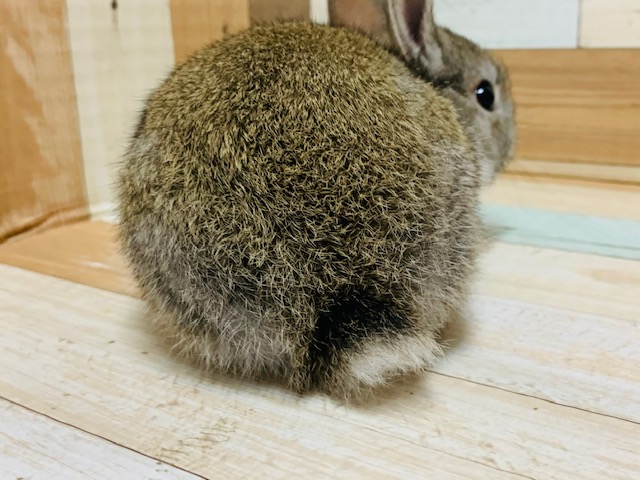 ネザーランドドワーフ