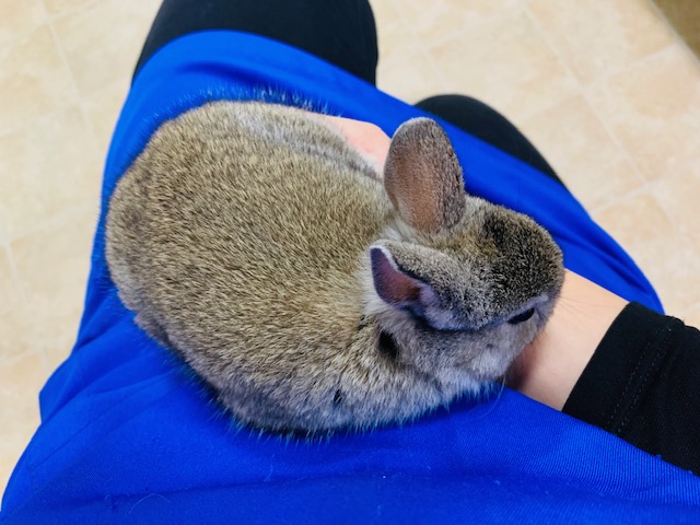 不思議カラー??ネザーランドドワーフくん!! ネザーランドドワーフ