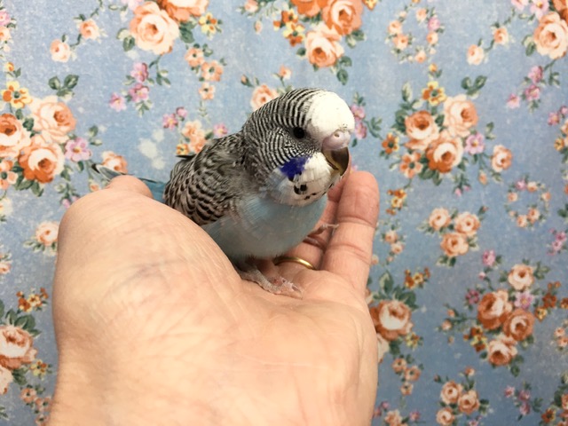 ジャンボセキセイインコ